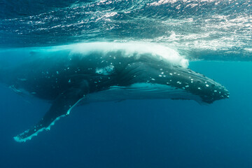 Humpback whale exhaling, Pacific Ocean, Kingdom of Tonga.