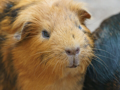 Photography of guinea pig in summer day. Red animal lookng at camera. She is lying down now. Pets theme.