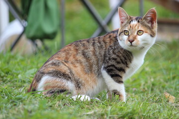 cat walks and hunts in the grass in summer