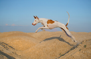 dog jumps through the sand dunes. Graceful Ibizan greyhound on a sky background. Pet in nature. 