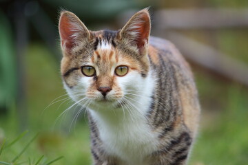 cat walks and hunts in the grass in summer