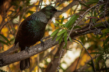 Tui in a tree