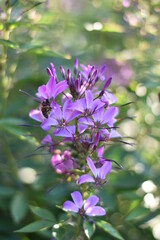 Fototapeta premium Blühende Spinnenblume (Cleome)
