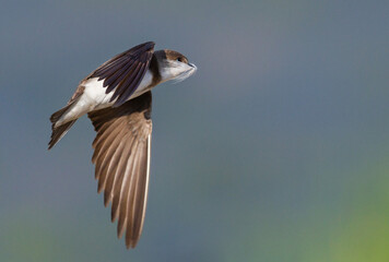 bird in flight in a feather mask