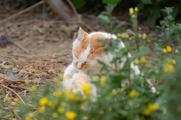 毛繕いする猫　　茶白猫