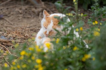 毛繕いする猫　　茶白猫