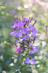 Obraz premium Blühende Spinnenblume (Cleome)