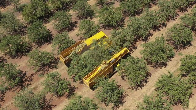 Almond tree harvest using a Mechanical arm to shake ripe Almonds off the tree, Top down aerial view.