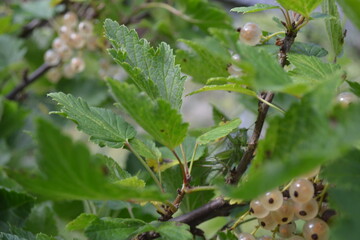 ripe gooseberries in the summer garden on a beautiful July day