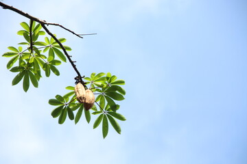Light brown fruit of Kapok tree are hanging on branch and light blue sky. backgrouund, Thailand.