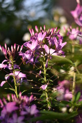 Blühende Spinnenblume (Cleome)