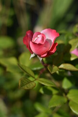 Einzelne Rosenblüte
