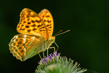 Silver-washed fritillary - Argynnis paphia, beautiful large orange butterfly from European meadows, Havraniky, Czech Republic.