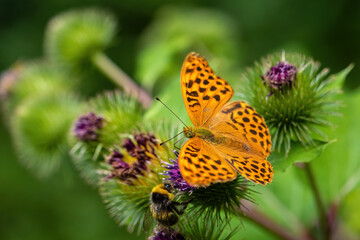 Silver-washed fritillary - Argynnis paphia, beautiful large orange butterfly from European meadows, Havraniky, Czech Republic.