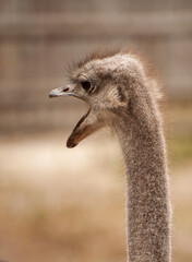 ostrich head, opened mouth, back view