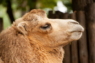 camel close up