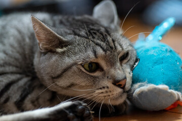 ぬいぐるみで遊ぶ猫　　サバトラ猫