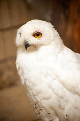 Close up of snowy owl, portrait