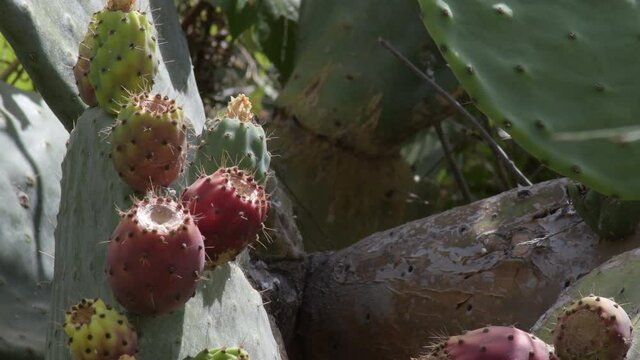 Orange prickly pears, Opuntia ficus indica