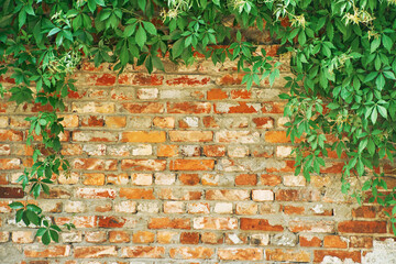 The Green Creeper Plant on a brick wall. Background. High quality photo