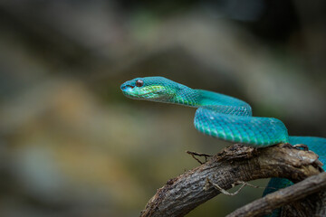 blue insularis
