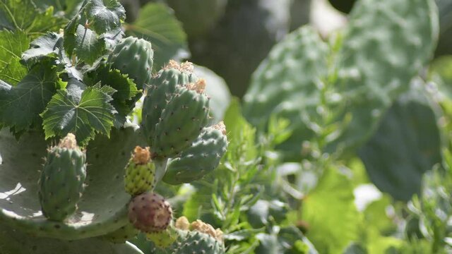 Prickly pears in a cactus a sunny day, Opuntia ficus indica