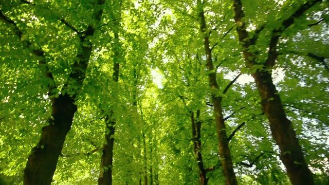 Stroll through a park looking up with sunlight streaming through green leaves and forest canopy. Lamp posts and trees line a path through a public park in Oslo, Norway.