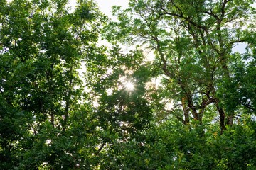 Fototapeta na wymiar sunlight in trees of green evening summer forest,sunrays of the sun shine through the foliage of trees