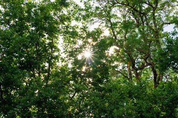 Fototapeta premium sunlight in trees of green evening summer forest,sunrays of the sun shine through the foliage of trees