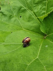A snail crawls on a burdock leaf in search of food. leaving a slippery trail behind.