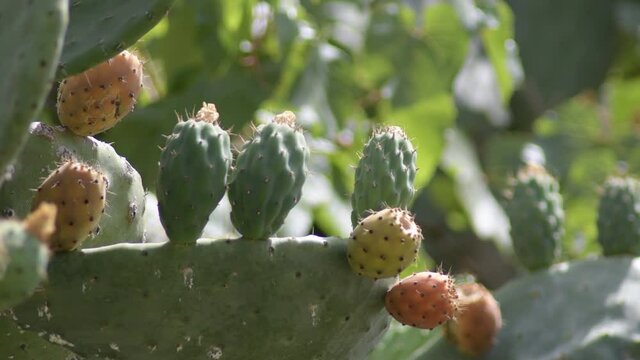 Green and ripes prickly pears, Opuntia ficus indica