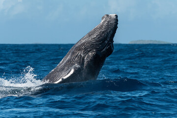 Obraz premium Humpback whale breaching, Pacific Ocean, Kingdom of Tonga.
