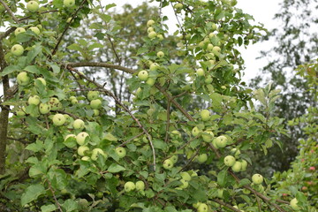 apples on a branch in the garden