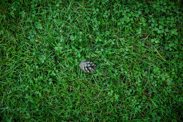 on the green grass, on the lawn - lies a cone. Backgrounds and textures
