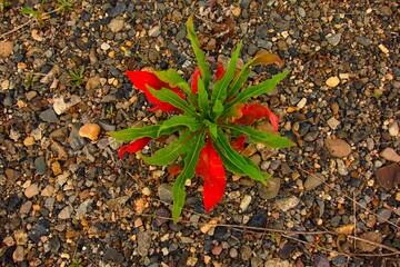 オシャレな雑草