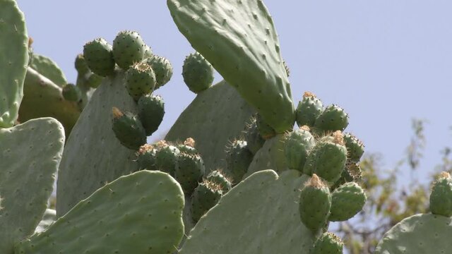 Cactus with green fruits, prickly pears, Axarquia, Spain