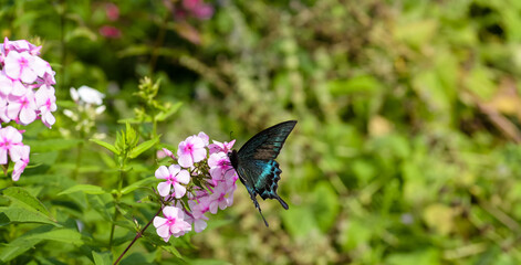 Black swallowtail butterfly on a pink phlox flower
