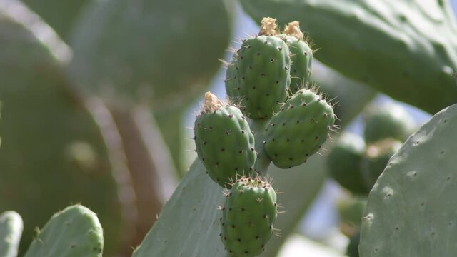 Cactus with green fruits, prickly pears, Opuntia ficus indica