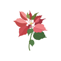 Vector illustration. Poinsettia flower on a white isolated background. Christmas symbol.