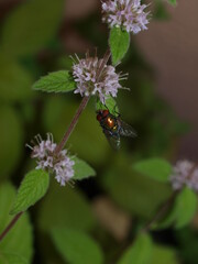 Mucha  na liściu kwitnącej mięty © adamraga