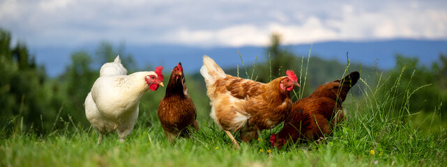 Banner: Bio Eier- Glückliche Hühner aus wirklicher Freilandhaltung auf einer grünen Wiese mit...