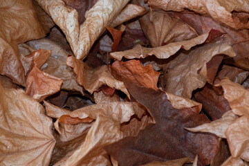 Withered leaves close-up