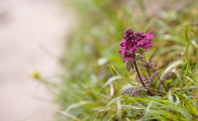 Bach Alternative Medicine - place for text