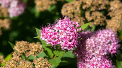 Macro of Spiraea japonica. Commonly known as Japanese meadowsweet or Japanese spiraea.