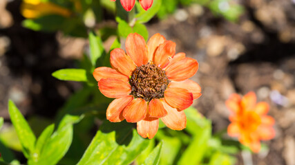Close up of a Zinnia flower. High angle view. Red petals, brown center. Belonging to the asteraceae family.