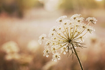 Wild autumn flowers herbs in sunshine chocolate tone