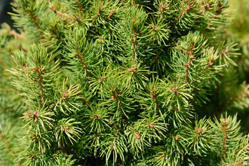 White spruce J.W. Daisys White