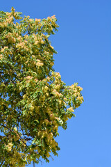 Tree of heaven