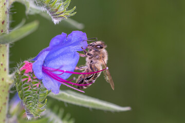 Bee - Apis mellifera - pollinates viper's bugloss