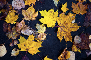 Golden autumn. Multicolored maple leaves lie on the ground